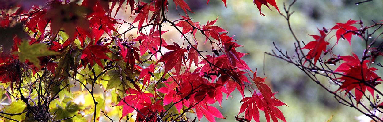 autunno 100